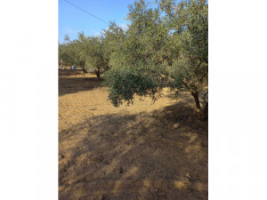 Magnifico olivar en villa franco del Guadalhorce