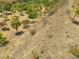 Parcela en Almáchar