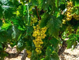 FINCA VIÑEDO ARICO