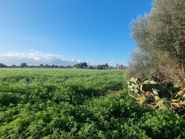 CAMPOS – Finca rústica edificable junto al pueblo | 14.200 m²
