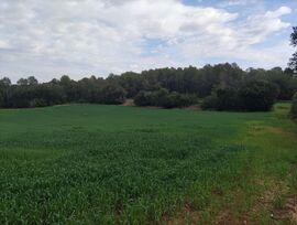 FRV-030.- Terreno rústico en Saus