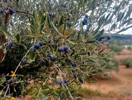 Parcela de cultivo en parque natural en Olocau