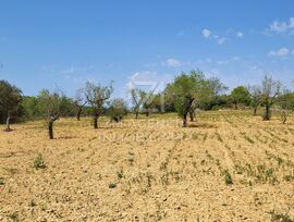 FINCA RUSTICA EN VENTA EN TERMINO MUNICIPAL DE TRAIGUERA