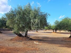 FINCA RUSTICA EN VENTA EN ULLDECONA