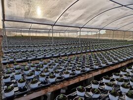 Plantación en venta en Sant Cebriá de Vallalta