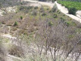 Campo en Orihuela