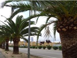 Parcela urbana edificable en Aspe