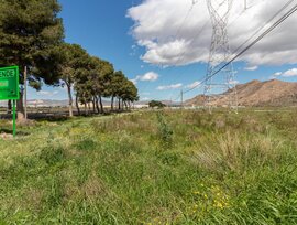 Campo en Orihuela