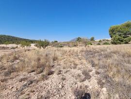 Campo en Abanilla