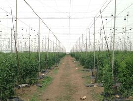 Campo en Guia de Isora