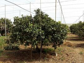 Casa de campo en Aguimes