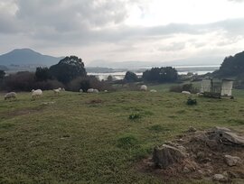 Campo en Argoños