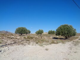 Campo en Molina de Segura