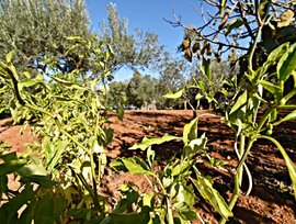 Parcela en Jerez de la Frontera