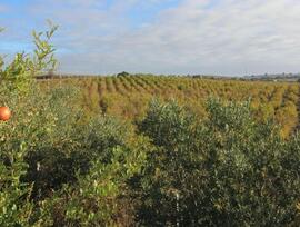 Campo en Jerez de la Frontera