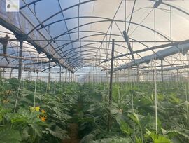 Parcela en Sanlucar de Barrameda