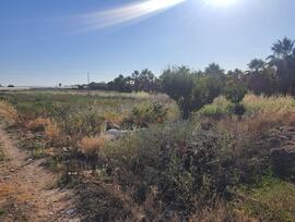 Campo en Sanlucar de Barrameda
