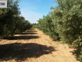 Parcela en Godelleta