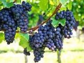Bodega en Bullas