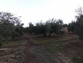 Campo en Villatorres