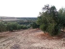 Campo en Villatorres