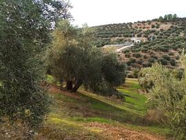 Campo en Villatorres