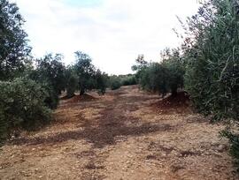 Campo en Villatorres