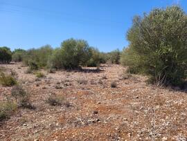 Parcela urbana en Sencelles