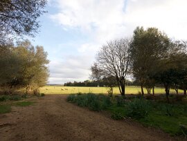 Casa de campo en Llucmajor