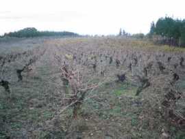 Campo en Cabañas Raras