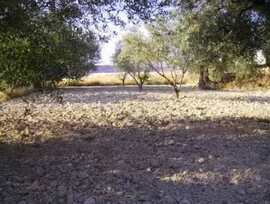 Parcela en Calasparra