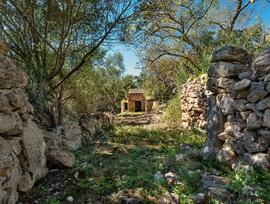Campo en Costitx