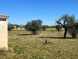 Campo en Consell