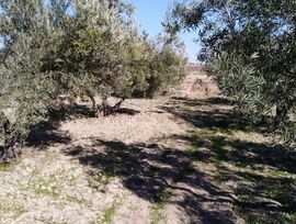Campo en Bullas