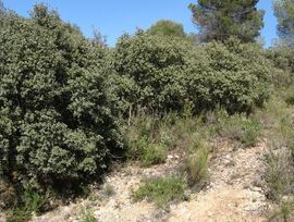 Parcela en Albalate de Zorita