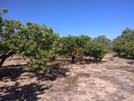 Campo en Ontinyent