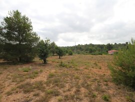 Campo en Turis