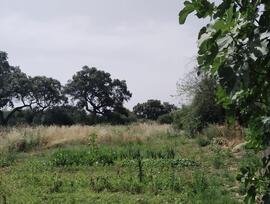 Parcela urbana en Córdoba