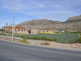 Campo en Orihuela