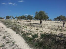 Campo en Sax