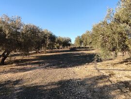 Campo en Cogollos de la Vega