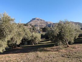 Campo en Cogollos de la Vega