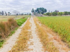 Campo en Callosa de Segura