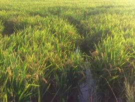 Parcela urbana edificable en Cullera