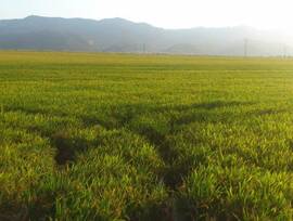 Parcela urbana edificable en Cullera