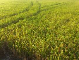 Parcela urbana edificable en Cullera