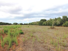 Campo en Felanitx
