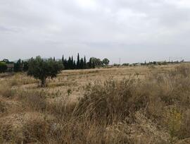 Campo en Sangonera la Seca