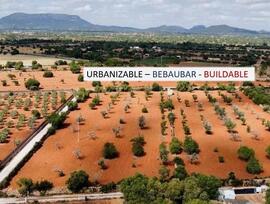 Campo en Llucmajor