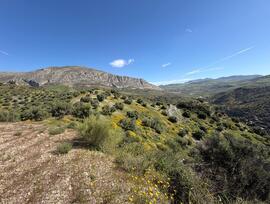 Campo en Valle de Abdalajis